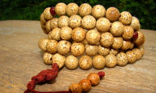 菩提子怎么种（菩提子怎么种出来的）