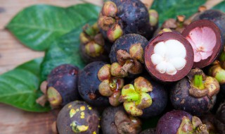 山竹是长在树上还是地上(山竹长在地上还是树上面)