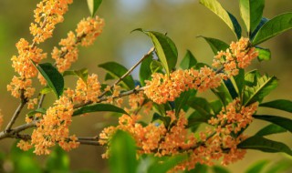 桂花茶怎么做的 桂花茶怎么做的好喝