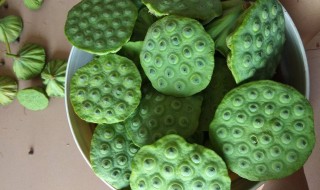 莲蓬子怎么种 莲蓬子怎么种出来的