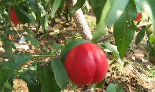 桃子核怎么种 桃子核怎么种成树苗