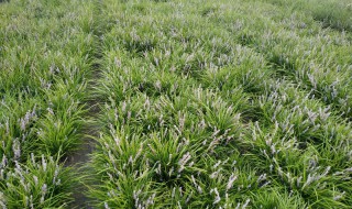 麦冬草怎么种（麦冬草怎么种好看）
