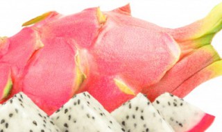 火龙果家里怎么种（火龙果家里怎么种植）