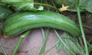 菜瓜怎么种 菜瓜怎么种视频