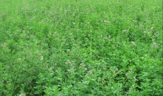 紫花苜蓿草怎么种植 紫花苜蓿草种植时间