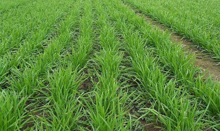 韭菜苗怎么种（韭菜苗怎么种?）