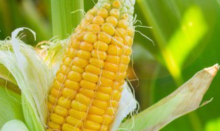 北方玉米的种植时间是什么时候（北方种植玉米的最佳时间是什么时候）