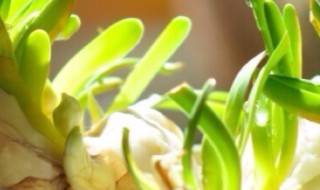 水仙花种球选大的还是小的好（水仙花种球选大的还是小的好养）