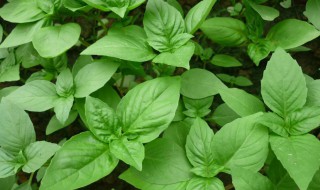 九层塔怎么种 九层塔怎么种植