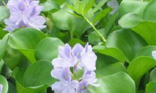 水葫芦种子怎么种 水葫芦有种子吗?