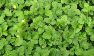 蛇莓怎么种（蛇莓怎么种植）