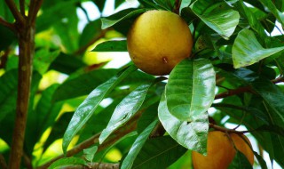 蛋黄果籽怎么种（蛋黄果籽怎么种出来的）