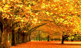 关于秋天的诗配 关于秋天的诗配画