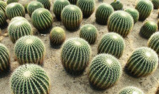 仙人球种子怎么种 仙人球种子怎么种植方法