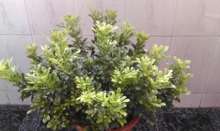 米兰怎么种 米兰怎么种植方法