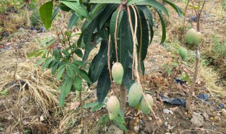 大芒果种子怎么种（大芒果种子怎么种的）