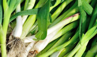 不用土怎么种蒜苗 不用土种蒜苗的正确过程