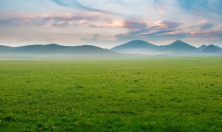 草坪怎么种 草坪怎么种植