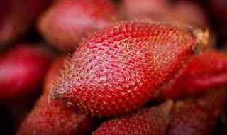 蛇皮果种子怎么种（蛇皮果种子怎么种出来的）