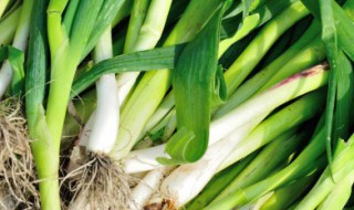 冬天怎么种蒜苗（冬天怎么种蒜苗视频）