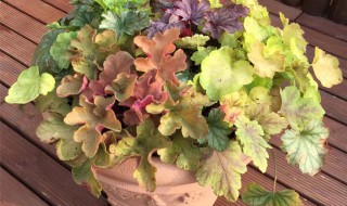 矾根籽怎么种 矾根怎么种子怎么种植