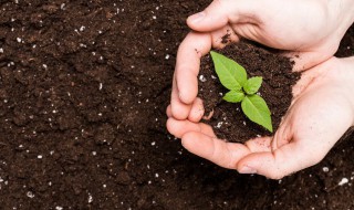 牵牛花种子怎么种（牵牛花种子怎么种容易发芽）