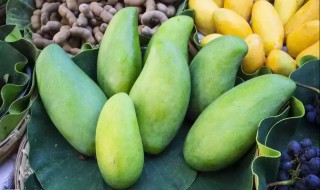 青芒种子怎么种 青芒种子怎么种出来的