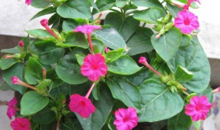 胭脂花怎么种 胭脂花怎么种植