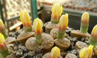 屁股花怎么种 怎样养屁股花