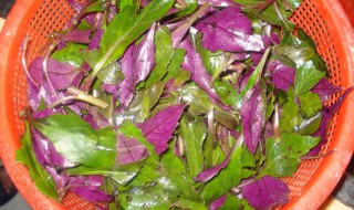 紫贝菜的做法与功效 紫贝菜的做法大全