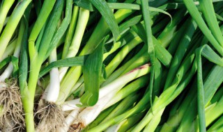 阳台怎么种蒜苗 阳台种蒜苗怎么收割