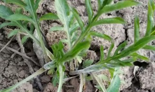 苍术怎么种（苍术怎么种植?）