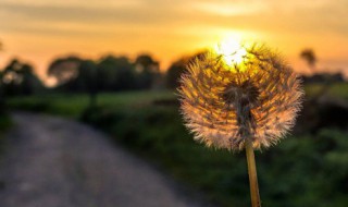 假山草籽怎么种（假山草籽种类）