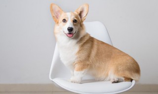 狗狗好听的独特名字大全 狗狗超好听的名字大全