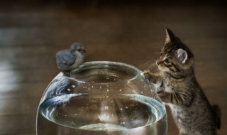 在古文中禽是什么意思（禽在古文中的意思）