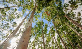 如何种植桉树（怎样种植桉树）