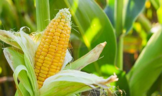 玉米代表什么象征意义 玉米有什么寓意