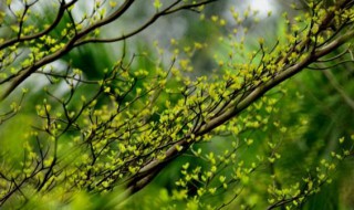 春课文 春课文朗读