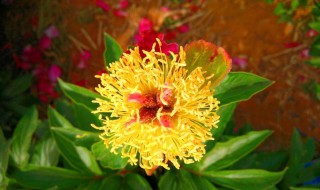 芍药籽是怎么种法 芍药籽图片大全