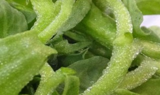 冰菜是什么菜,能吃吗 冰菜是什么菜