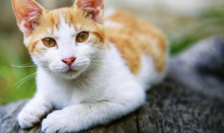 猫的寿命究竟是多少年 猫的寿命是几年