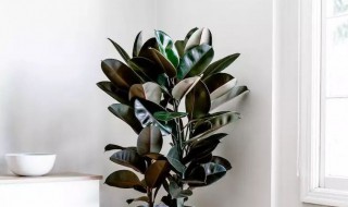 橡皮树冬天会冻死吗 橡皮树冬天会冻死吗