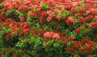 龙船花花谢后怎么养（龙船花花谢后怎么养活）