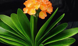 君子兰冬天怎么养 君子兰冬天怎么养护开花最好