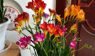 香雪兰怎么浇水（香雪兰怎么浇水?）