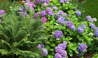 什么花的花语是偏爱（什么花的花语是偏爱的意思）