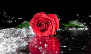 75朵玫瑰花花语代表什么意思 76朵玫瑰花的花语是什么意思