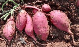 甘薯贮藏方法（甘薯贮藏方法有哪些）