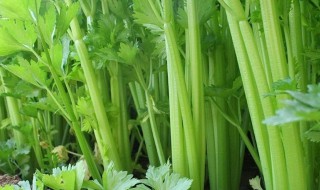 芹菜的贮藏技术（芹菜的贮藏技术有哪些）