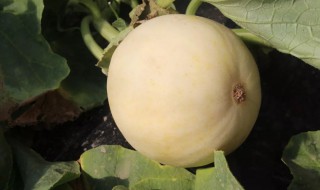 甜瓜的贮藏方法 甜瓜的贮藏方法有哪些